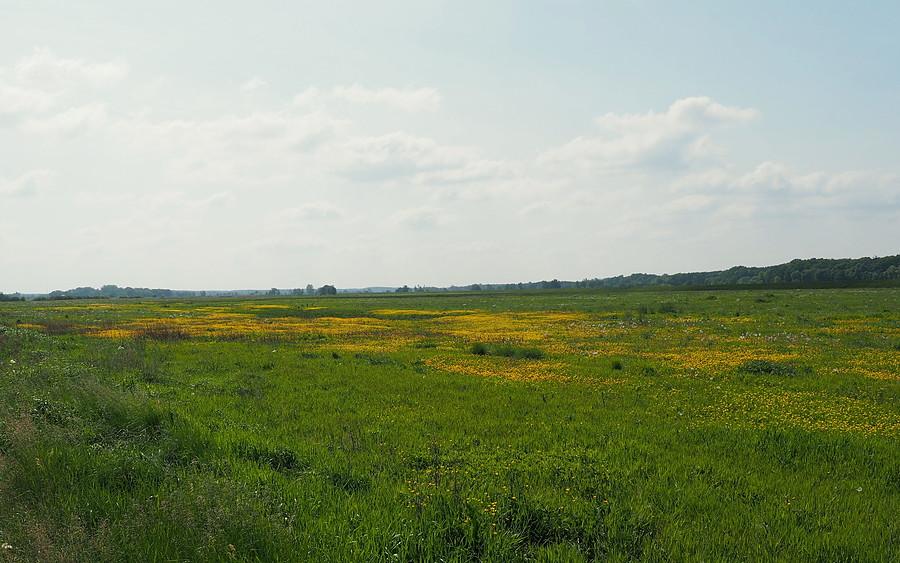 Kwietne łąki