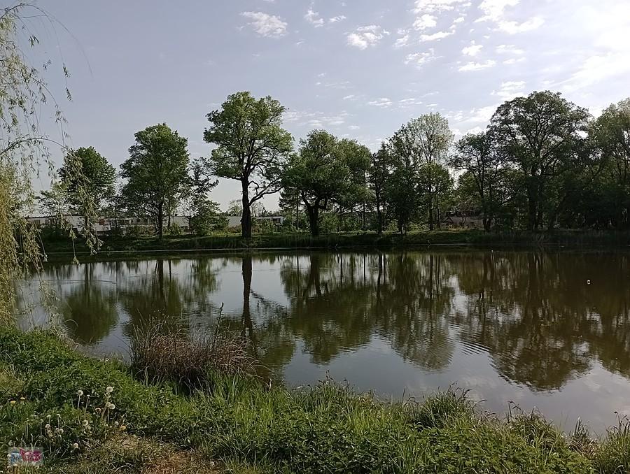 Staw w Ołtarzewie