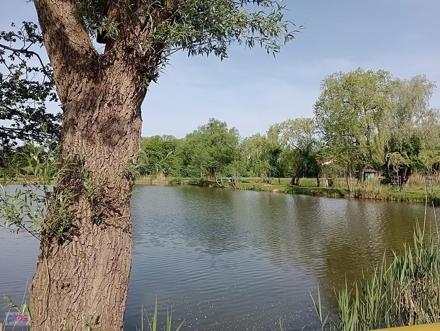 Staw w Zielonkach