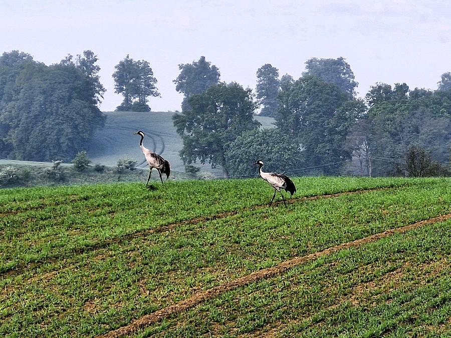 Żurawie na kociewskim polu