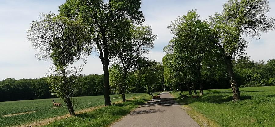 Stado jelonków przecinających drogę...