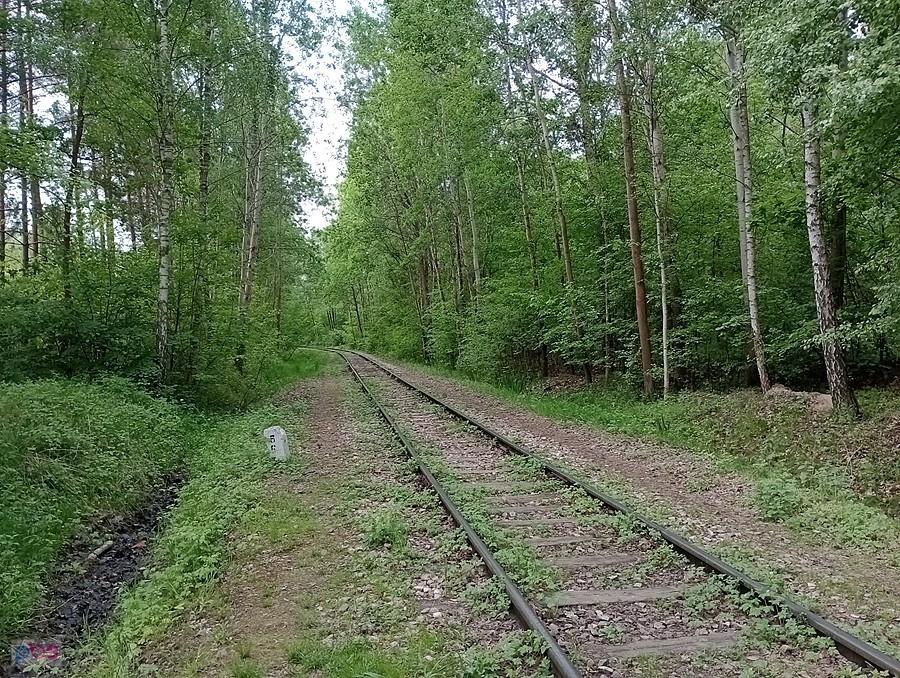 Tor przez las
