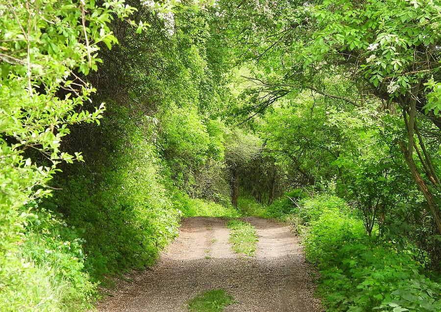 Tunel drzewny