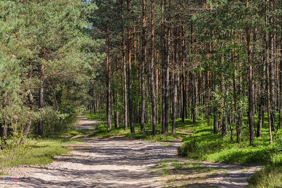 Czarka, Wysoka Lelowska - droga z Żarek Letniska do Żarek