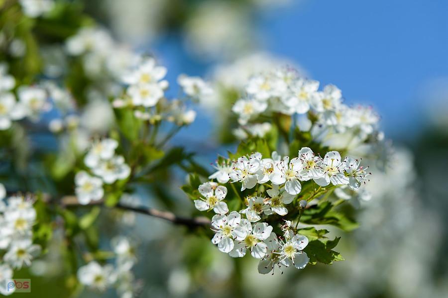 Śliwka na wzgórzu Parchowatka w Żarkach
