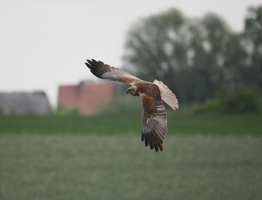 Błotniak stawowy