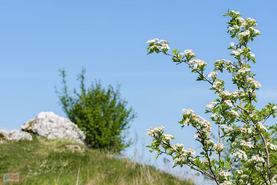 Wzgórze Parchowatka - Żarki
