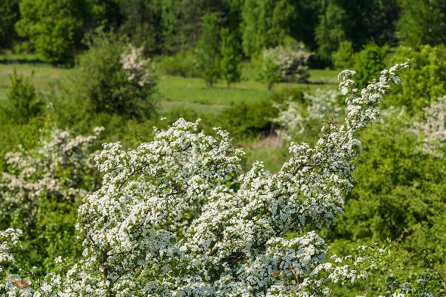 Wzgórze Parchowatka - Żarki
