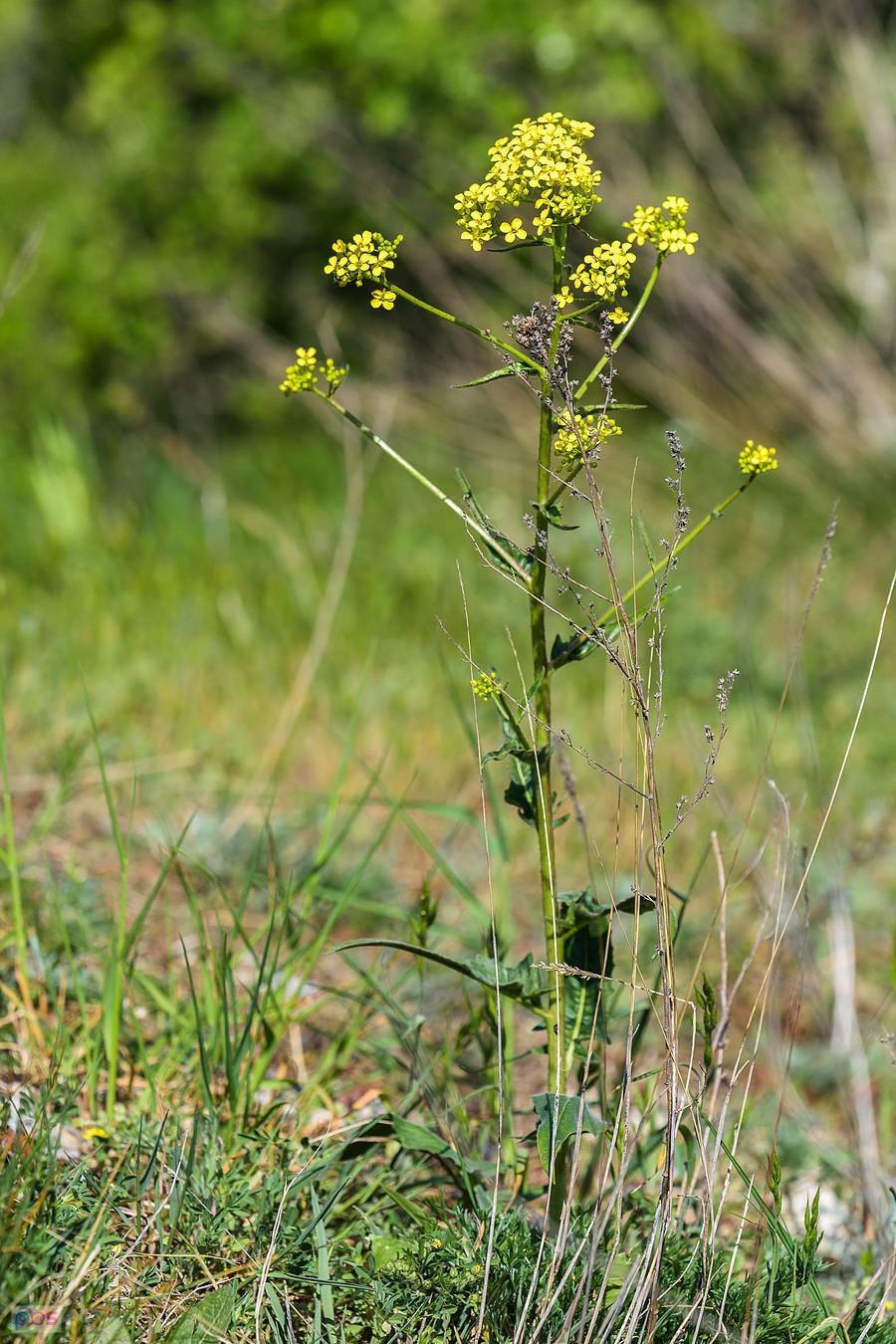 Wzgórze Parchowatka - Żarki