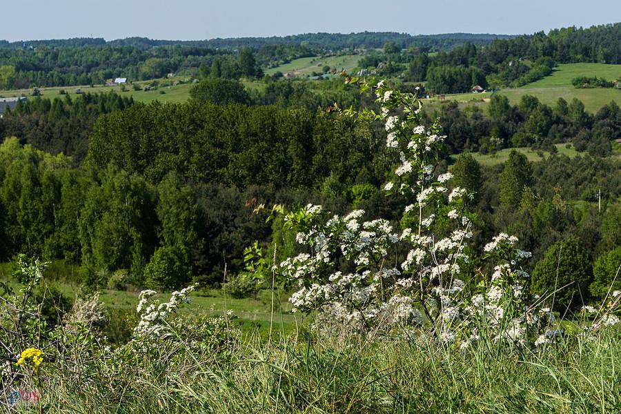 Wzgórze Parchowatka - Żarki - widok w kierunku północno-zachodnim