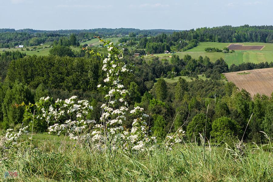 Wzgórze Parchowatka - Żarki