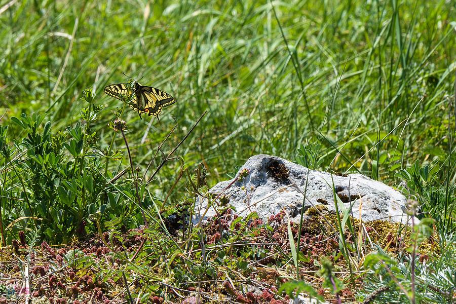 Na wzgórzu Parchowatka pojawił się Paź królowej