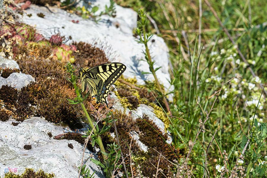 Na wzgórzu Parchowatka pojawił się Paź królowej