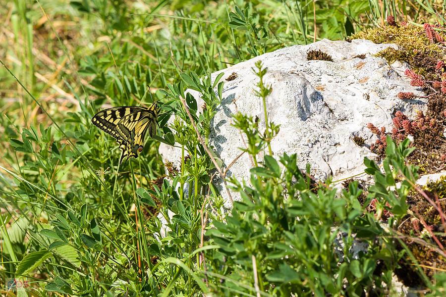 Paź królowej na wzgórzu Parchowatka w Żarkach