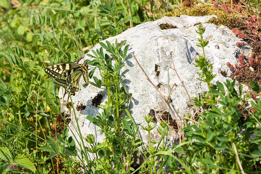 Paź królowej na wzgórzu Parchowatka w Żarkach