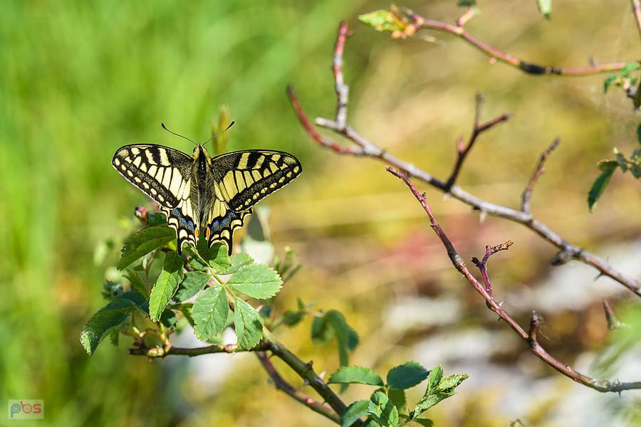 Paź królowej na wzgórzu Parchowatka w Żarkach