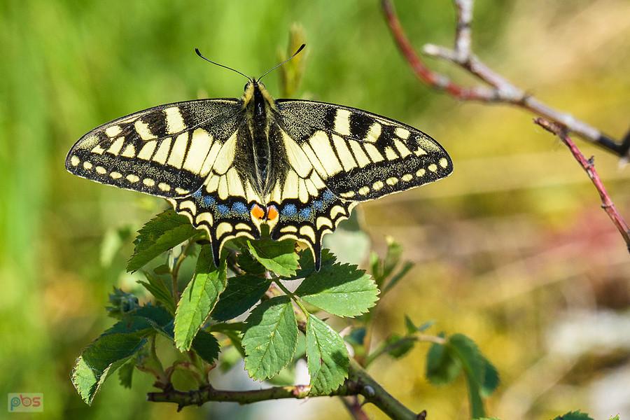 Paź królowej na wzgórzu Parchowatka w Żarkach
