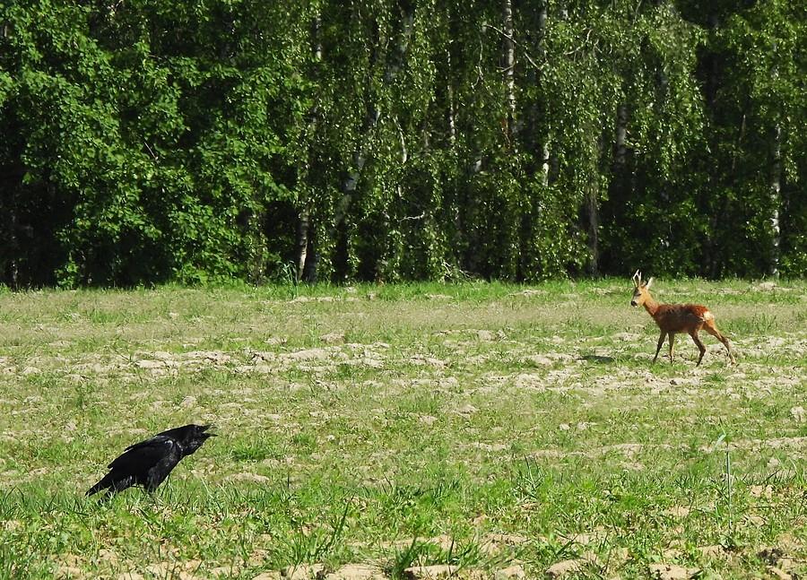 Kruk i koziołek na polu