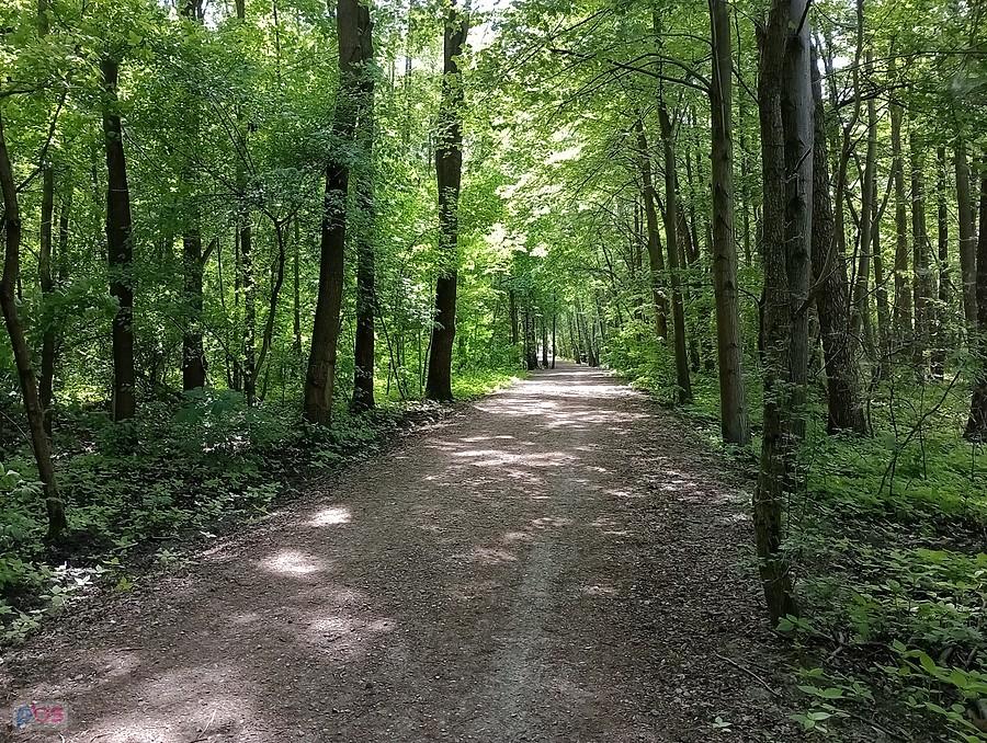 Ścieżka w lesie