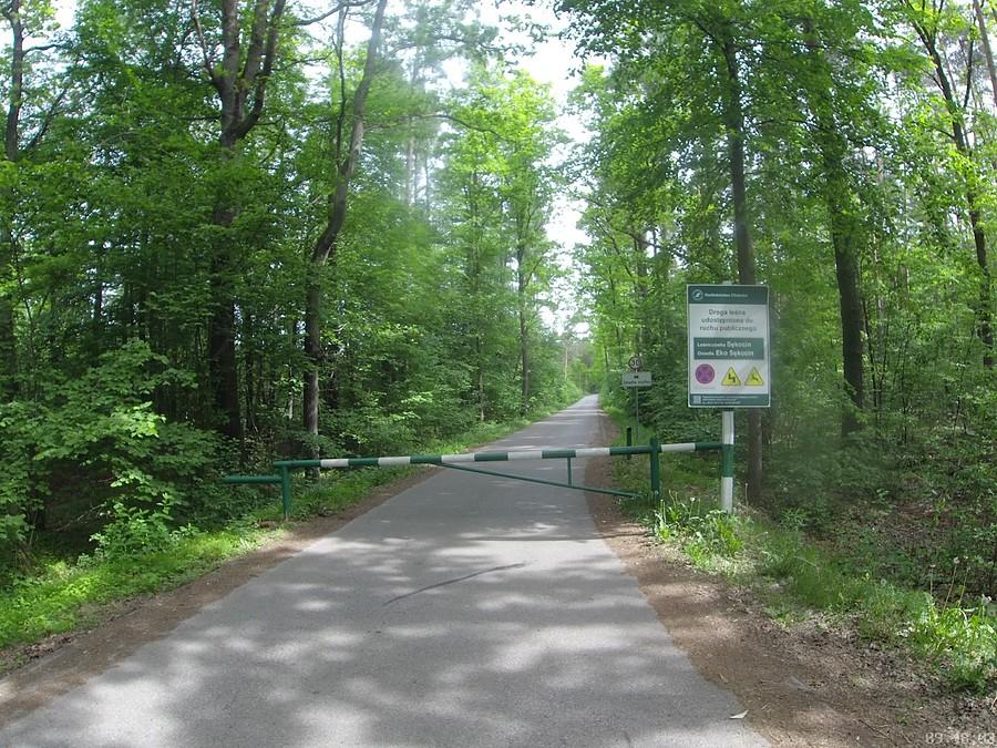 Przez Las Sękociński