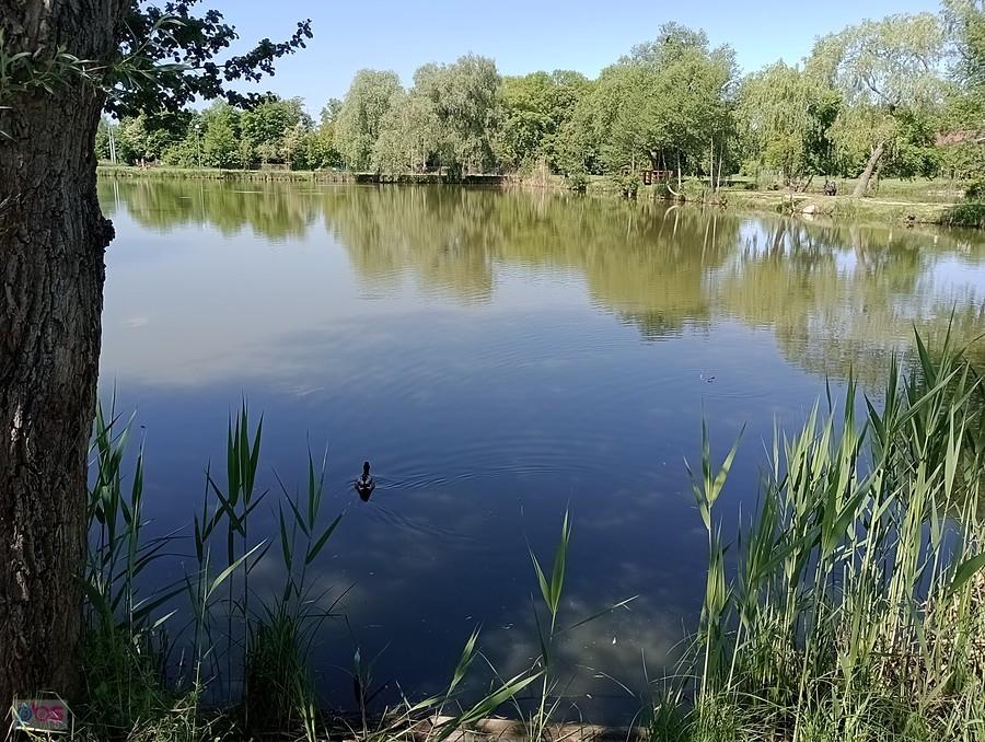Staw w Zielonkach