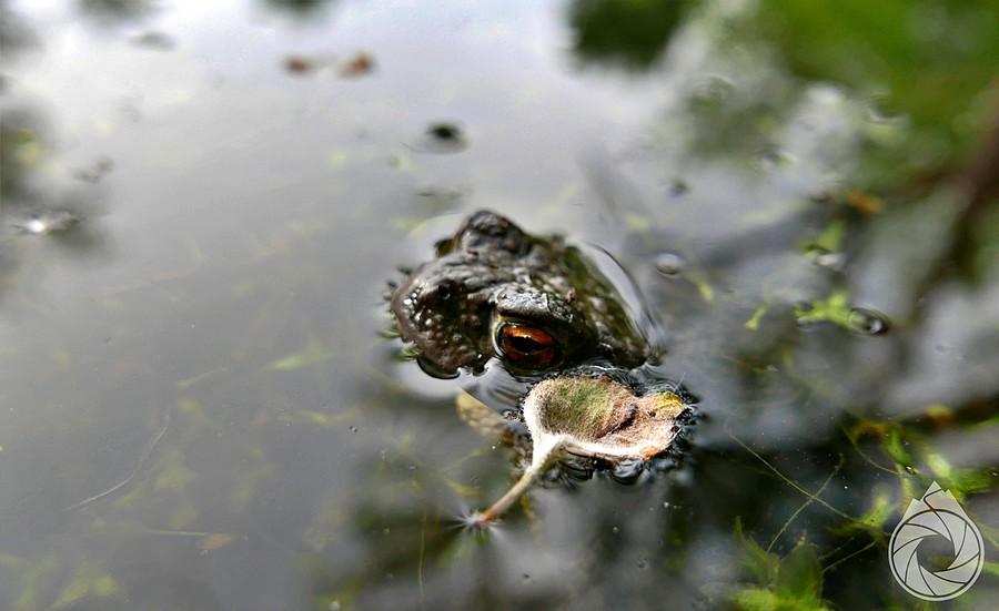 miejscowy aligator