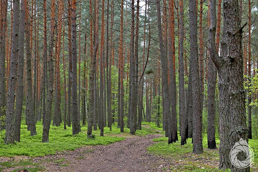 sosna lasów świętokrzyskich