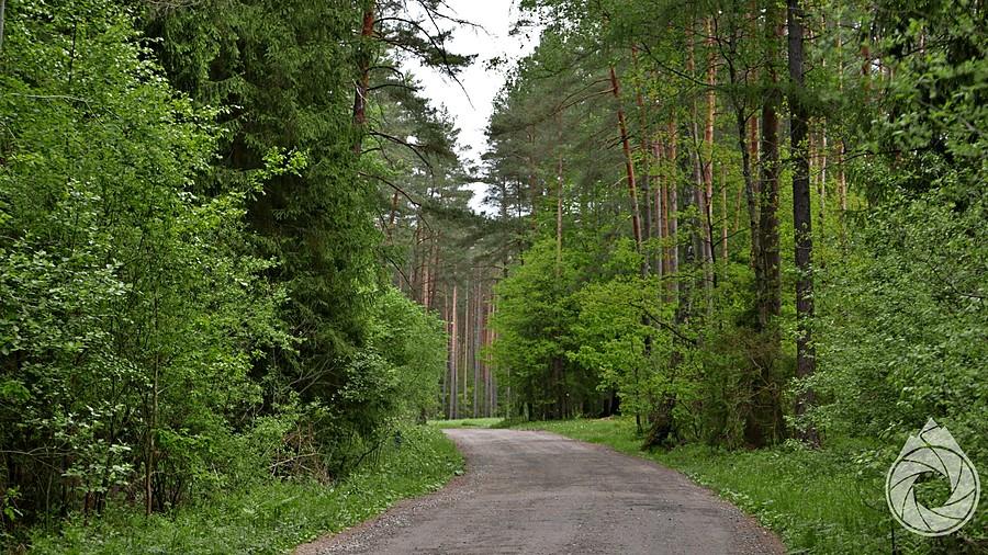 przez lasy północy Świętokrzyskiego
