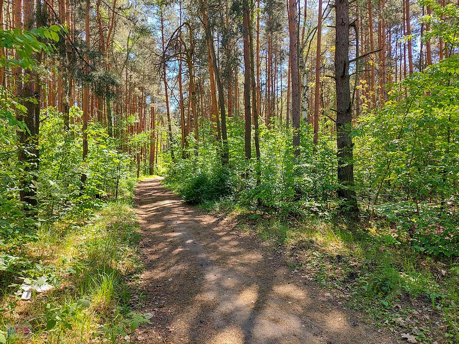 Poraj - krótki leśny fragment w pobliżu torów kolejowych