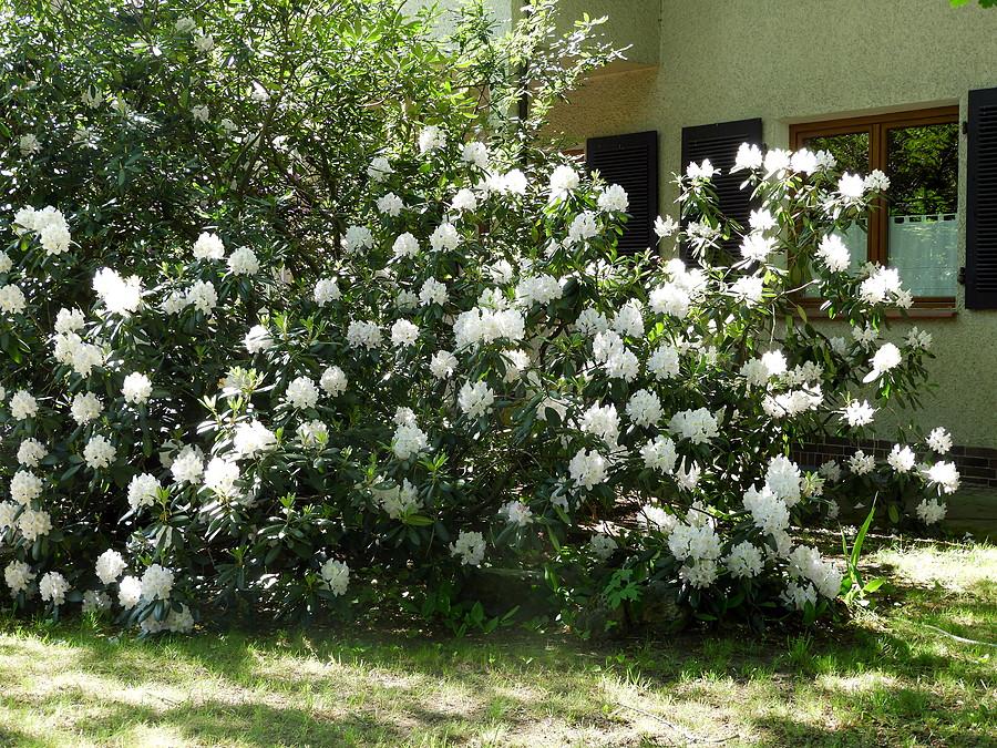 Z tego samego ogródka kwitnący rododendron.