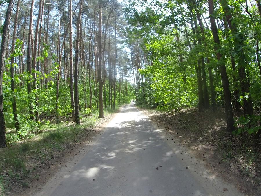 Droga w okolicy Czeczotek