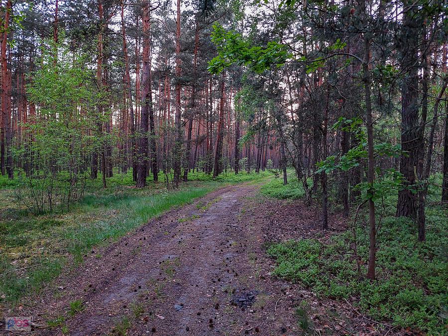 Las w pobliżu Józefowa - części wsi Wysoka Lelowska - widok za plecami