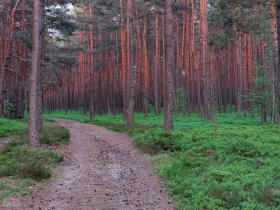 Las w pobliżu Józefowa - części wsi Wysoka Lelowska