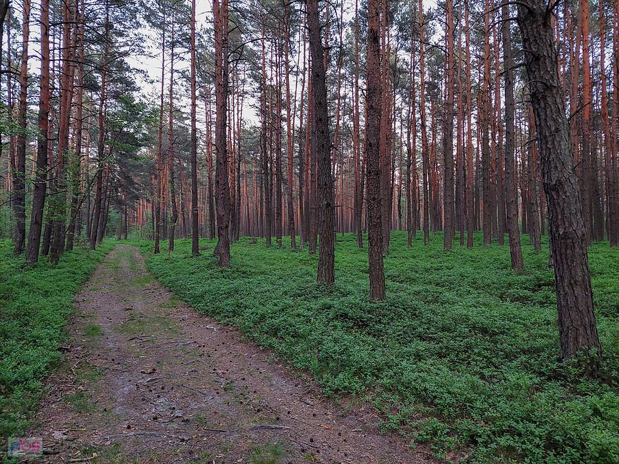 Las w pobliżu Józefowa - części wsi Wysoka Lelowska