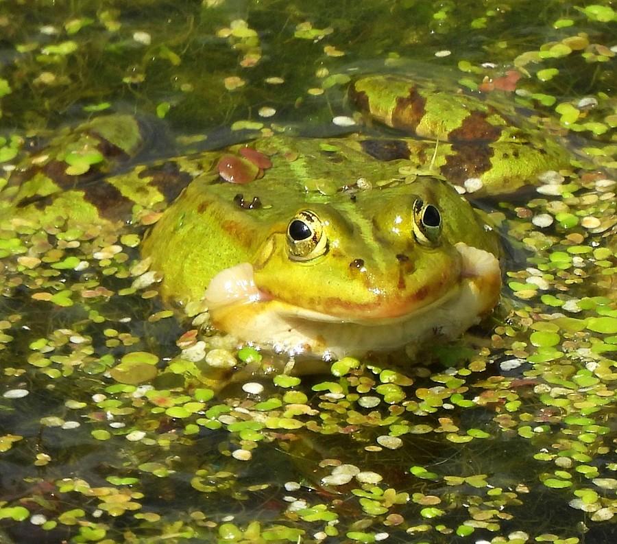 Oko w oko z żabą