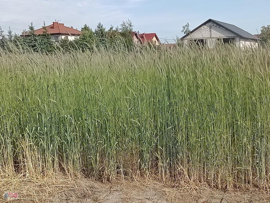 Zboże już z kłosami