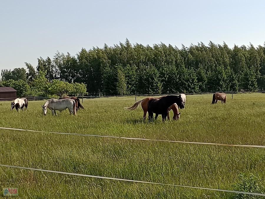 Konie w Duchnicach