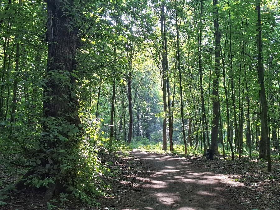 Poranek na Dębinie
