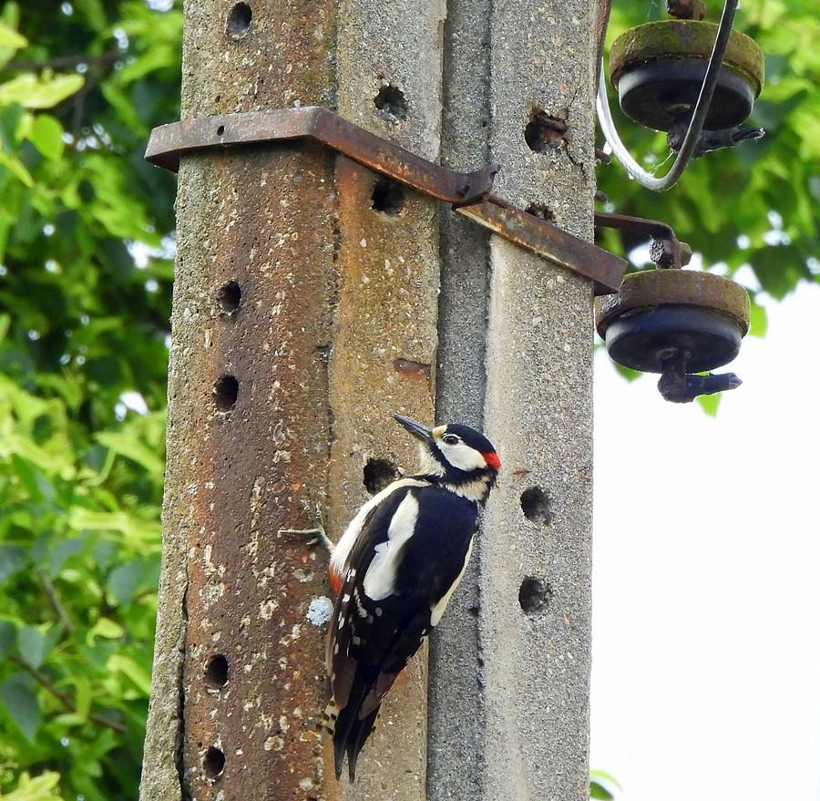 Dzięcioł, któremu się coś pomyliło :)