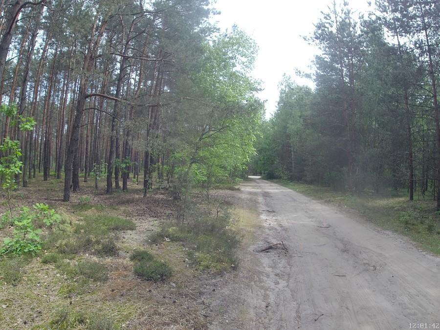 Leśna droga