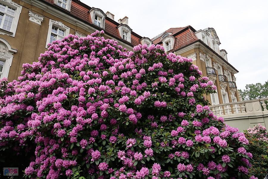 Rododendrony w Kochcicach