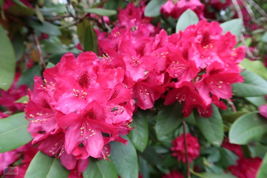 Rododendrony w parku