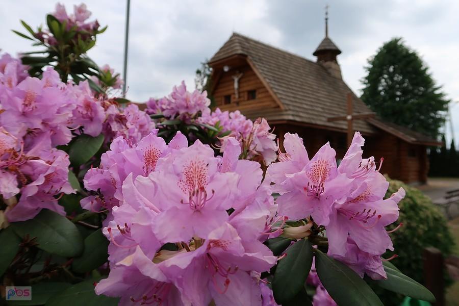 Rododendrony przy kościele w Pawełkach