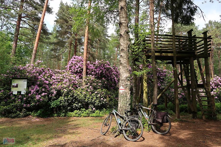 Rododendrony w lesie