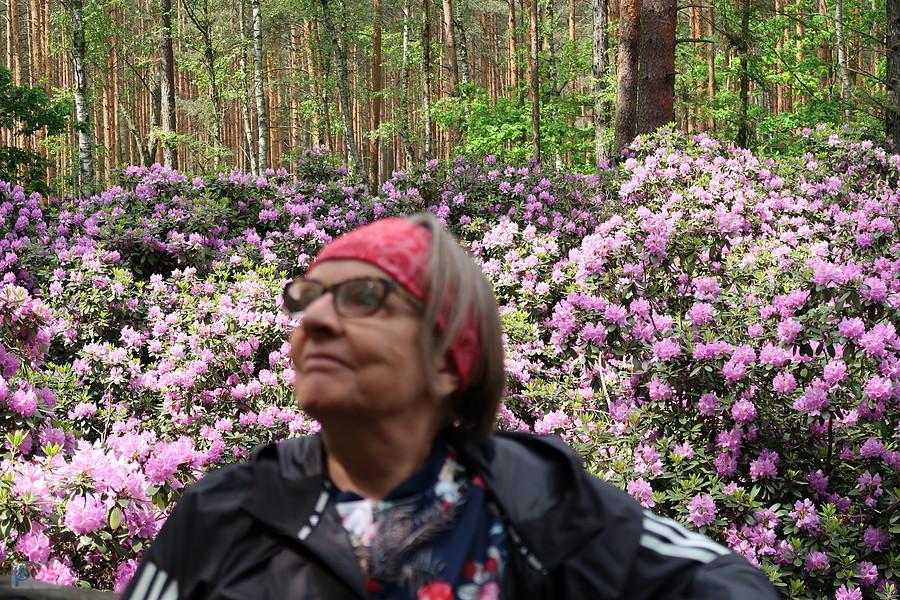 ...i ja przy rododendronach :)