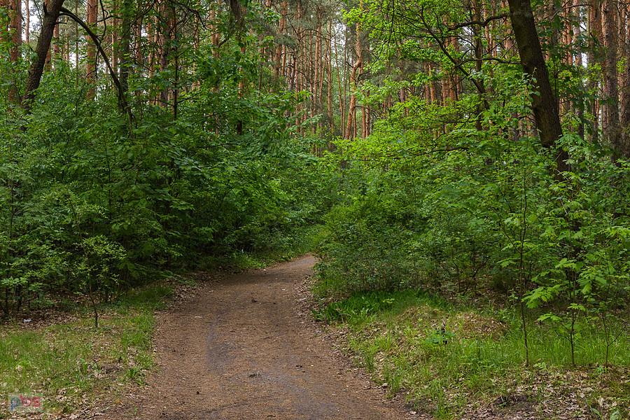 Leśny odcinek niedaleko stacji kolejowej w Poraju