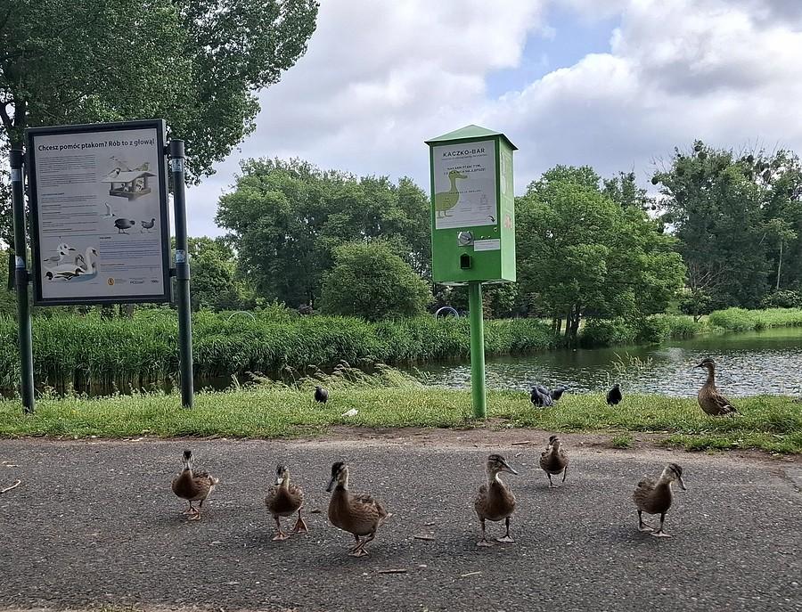 Kaczuchy lecą