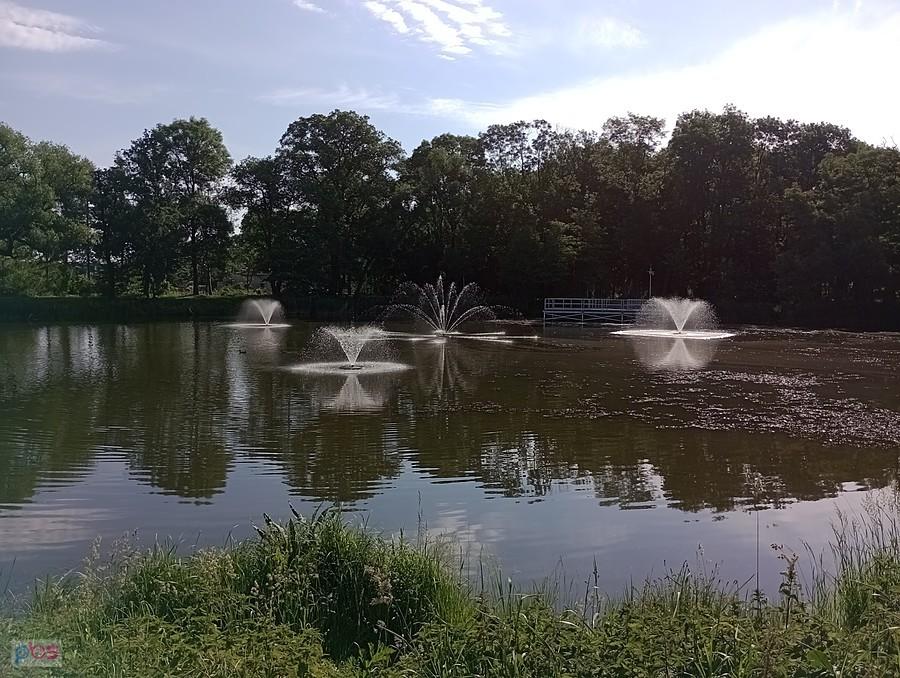 Staw w Ołtarzewie
