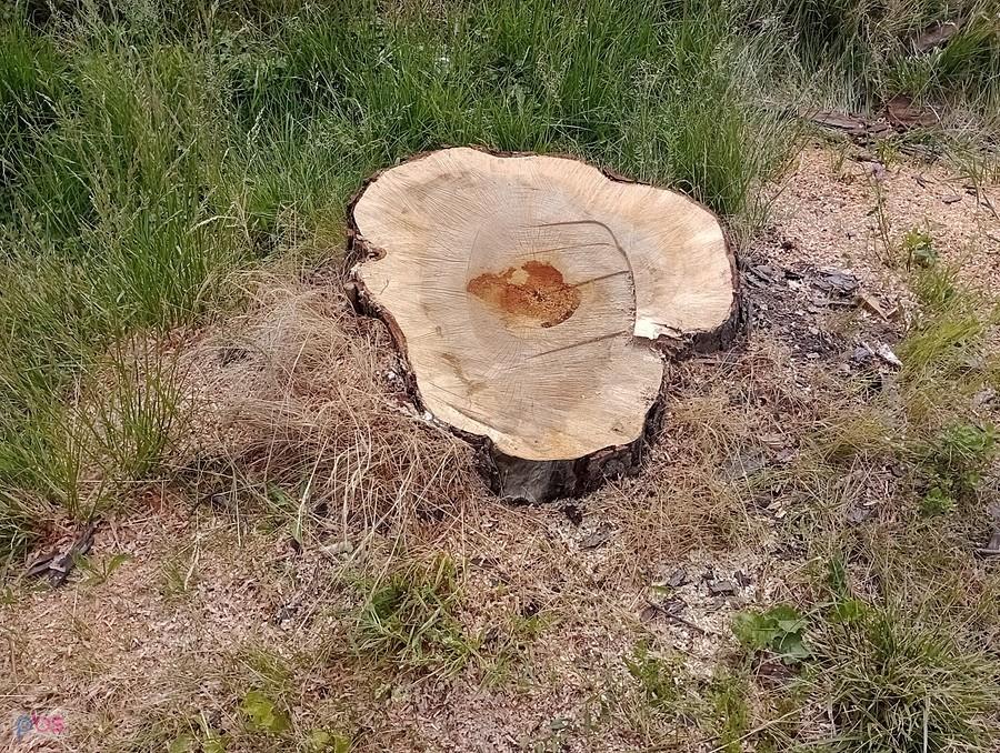 Pień po ściętym drzewie