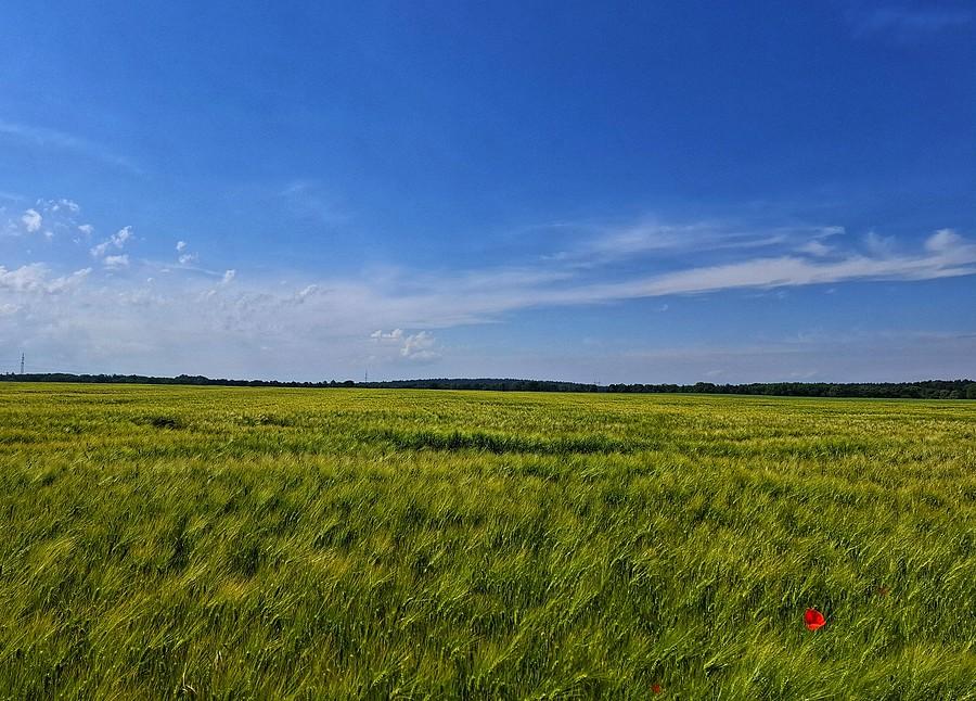 Słoneczna łąka